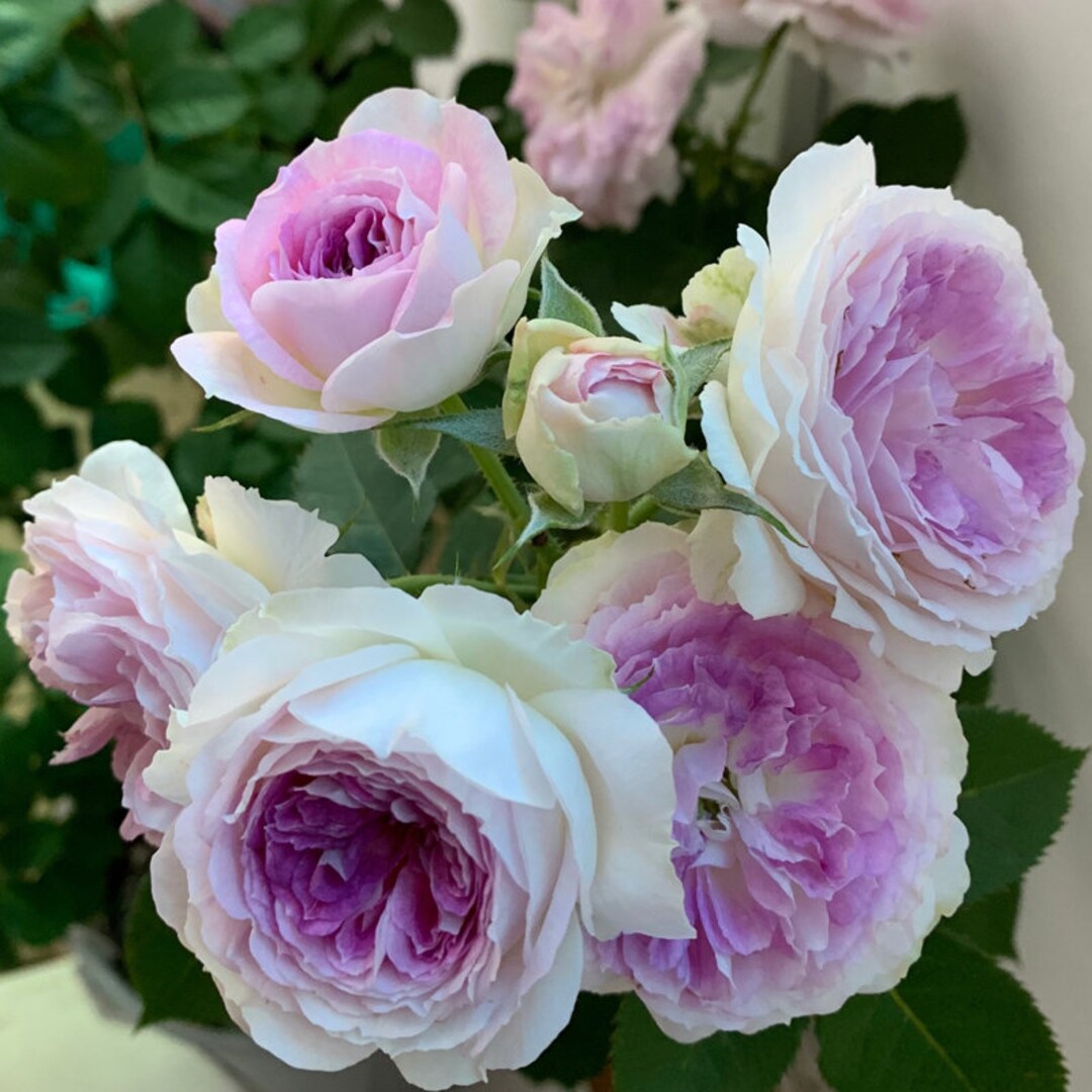 Rose “blue Moon Stone ” 蓝月石 ブルー・ムーン・ストーン Japanese Rose Lavender Rare ...