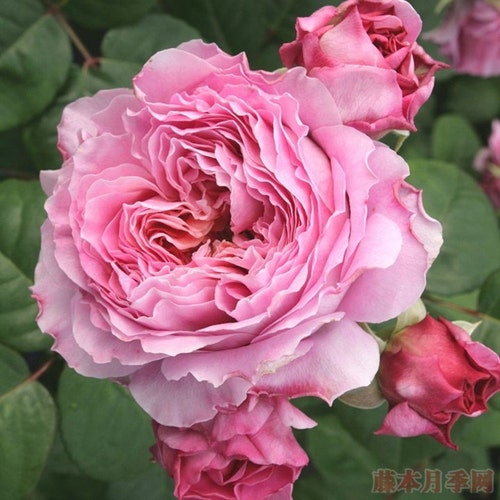 最新な Masora 真宙 Ownroot Gallon 1 Plant, Live Rose Japanese Rare テープ・マスキングテープ