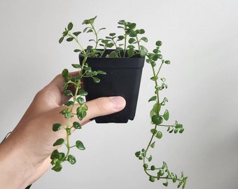 Trailing Jade 12" Starter Plant- Peperomia Rotundifolia - Trailing Peperomia - Easy to grow - Fast Shipping!!