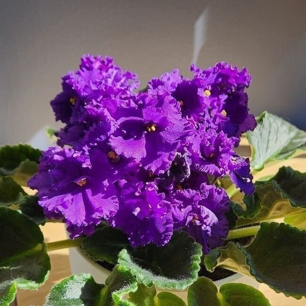 Vibrant Purple African Violet Leaf Cuttings - 2 Santipaula No ID Unrooted Ruffled Leaf Cuttings - Cuttings for Propagation - Ships Fast!!