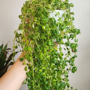 LONG Baby Tears Pilea 12"+ Starter Plant- Pilea Depressa - LONG Trailing Plant - Easy to grow - Fast Shipping!!