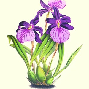 Scanned Copy, Very old, Vintage, Orchid, Plate32 11x14 Miltonia Moreliana, Check for Promotions ANOUNCEMENTS Under Header