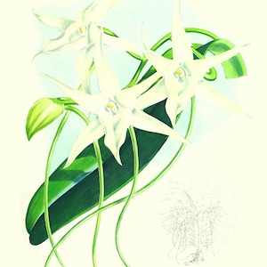 Scanned Copy, Very old, Vintage, Orchid, Plate31 11x14 Angraecum Sesquipedale, Check for Promotions ANOUNCEMENTS Under Header