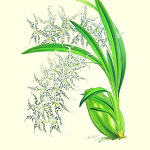 Scanned Copy, Very old, Vintage, Orchid, Print,Plate7 11x14 Odontoglossum Naevium Majus, Check for Promotions ANOUNCEMENTS Under Header