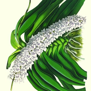 Scanned Copy, Very old, Vintage, Orchid, Print,Plate21 11x14 Aerides Williamsii, Check for Promotions ANOUNCEMENTS Under Header