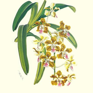 Scanned copy, of vintage, orchid, print, PLATE 3, 11x14, Vanda Insignis