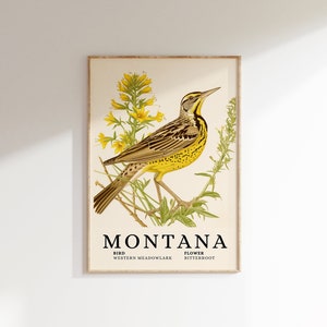 Puede incluir: Un póster de estilo vintage con la palabra "MONTANA" en letras negras grandes. El póster presenta un pájaro de pradera occidental amarillo y marrón posado en una rama con flores amarillas de raíz amarga. El texto "BIRD WESTERN MEADOWLARK" y "FLOWER BITTERROOT" está debajo de la imagen.