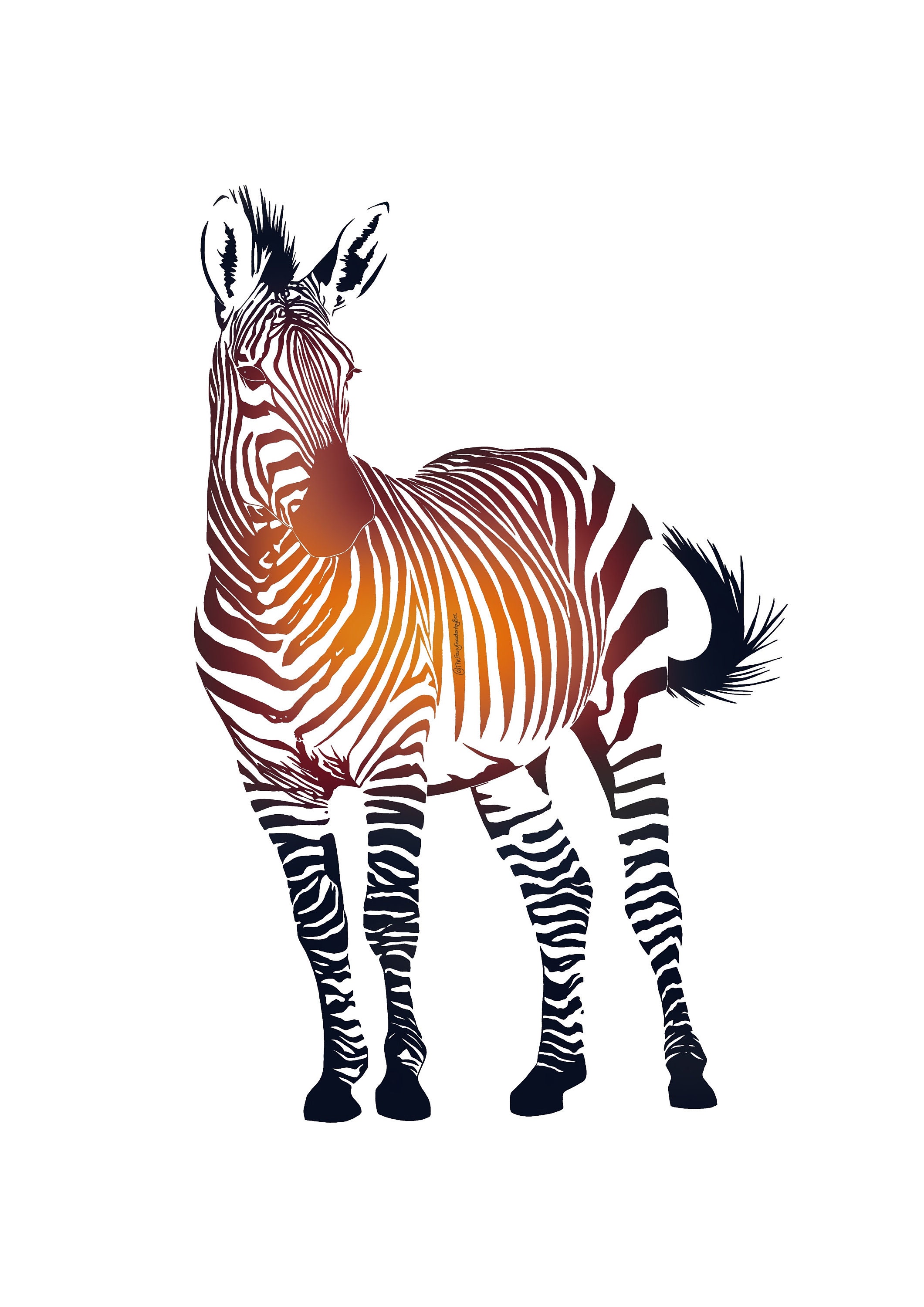 Colourful Zebra Digital Download Etsy