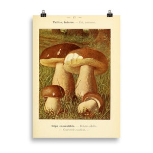 Bolete (Boletus edulis) Vintage Kunst Poster
