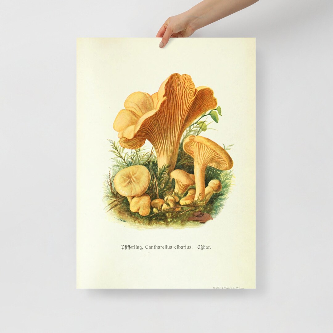 Chanterelle Botanical Poster Pfifferling Cantharellus Etsy