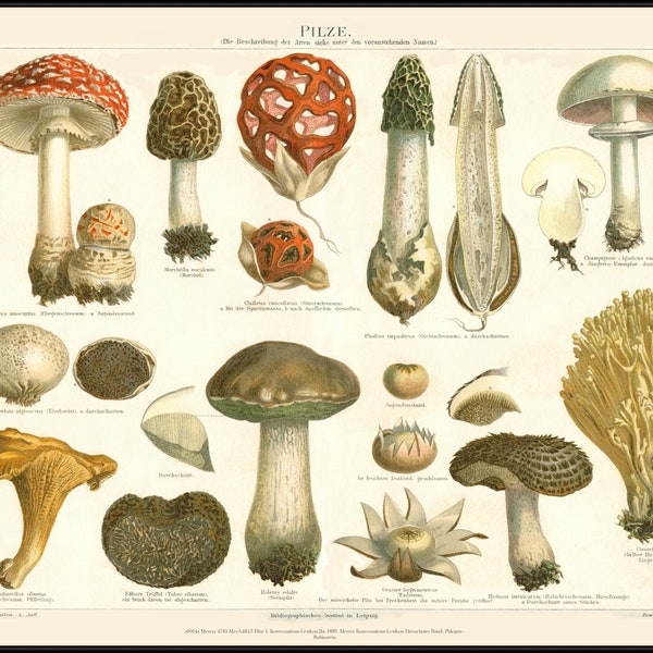 Vintage Mushroom Poster Print (Amanita - Chanterelle - Morels - Bolete - Stinkhorn etc.) Meyers Lexicon 1839