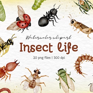Watercolor Insect Clipart, 20 PNG Files, Bug Illustration, Nature Wildlife Art, Digital Download, Transparent Background Graphics