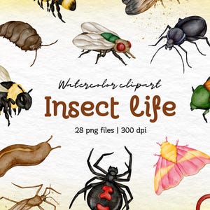Insect Life 2 Watercolor Clipart, 28 PNG Files, 300 DPI, Bug Digital Art, Transparent Background, Butterfly and Beetle Illustration