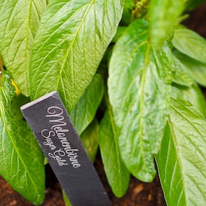 Individually engraved slate plant signs, suitable for outdoor use in your garden, flowerbeds, balcony, herbs, vegetables, gift idea