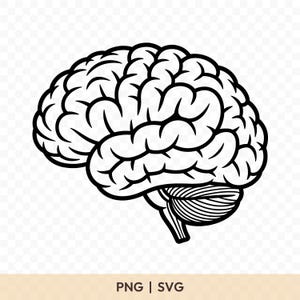 May include: A black and white side view illustration of a human brain, detailing the cerebrum, cerebellum, and brainstem. The image shows the brain's complex structure. The text "PNG | SVG" is displayed at the bottom of the image.