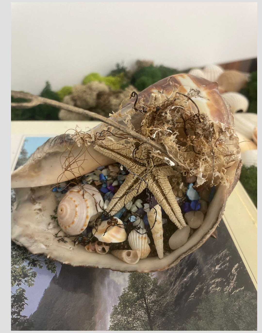 Conch Shell Decor Etsy