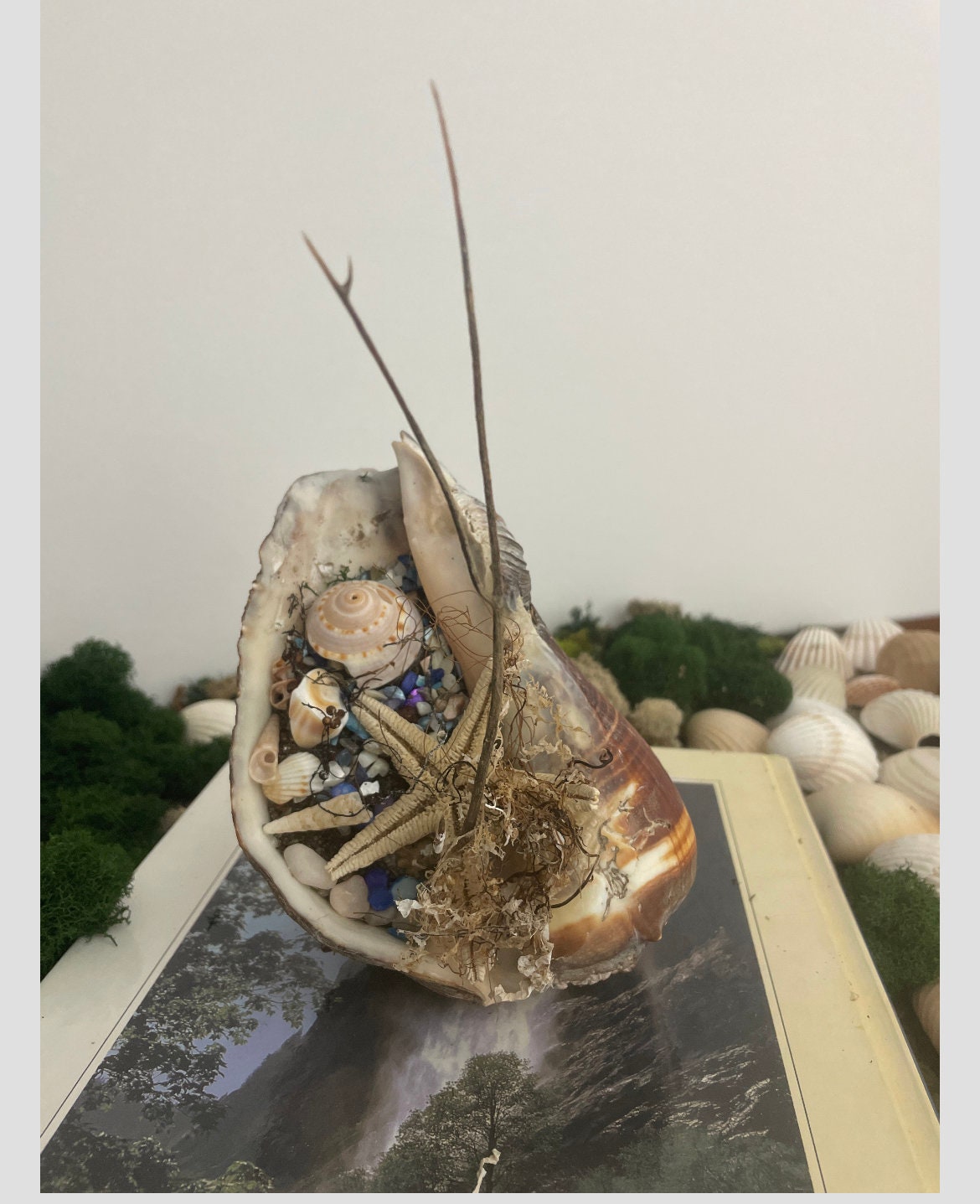 Conch Shell Decor Etsy