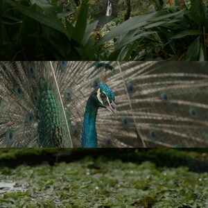 Op de afbeelding: Een pauw met zijn veren uitgespreid, die zijn iriserende blauwe en groene kleuren laat zien. De pauw staat voor een weelderige groene achtergrond.