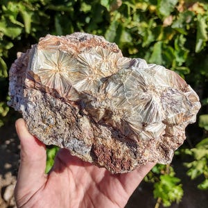May include: A hand holding a rock formation with radiating, star-like crystal clusters. The crystals are a light, silvery color, contrasting with the rough, brown and gray matrix. The rock has a textured surface and a natural, earthy appearance.