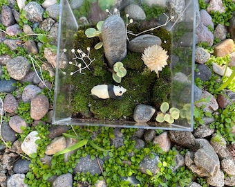 Small Terrarium  | Moss Terrarium  | Mini succulent | mini moss terrarium | Panda Terrarium  | Real Terrarium