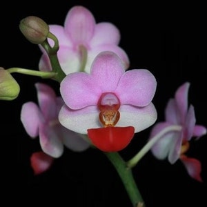 Rare Orchid Species- Phalaenopsis Liu's Cute "Angel" (Seeding Potted)