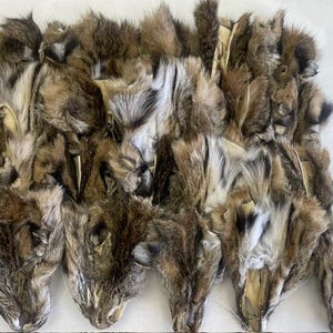 Têtes de lynx roux - Lot de 20