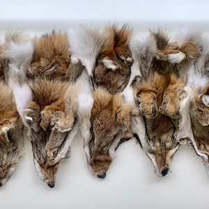 Têtes en fourrure de coyote - Lot de 10
