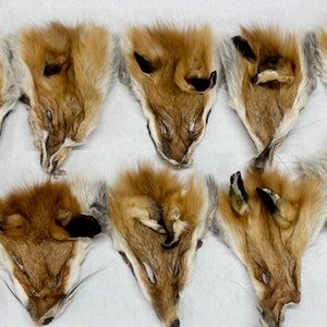 Red Fox Fur Heads - Set of 10