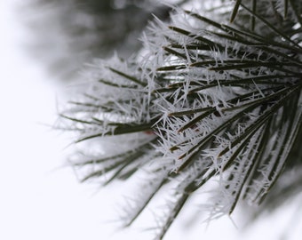 Wild harvested pine needles from Finnish forest