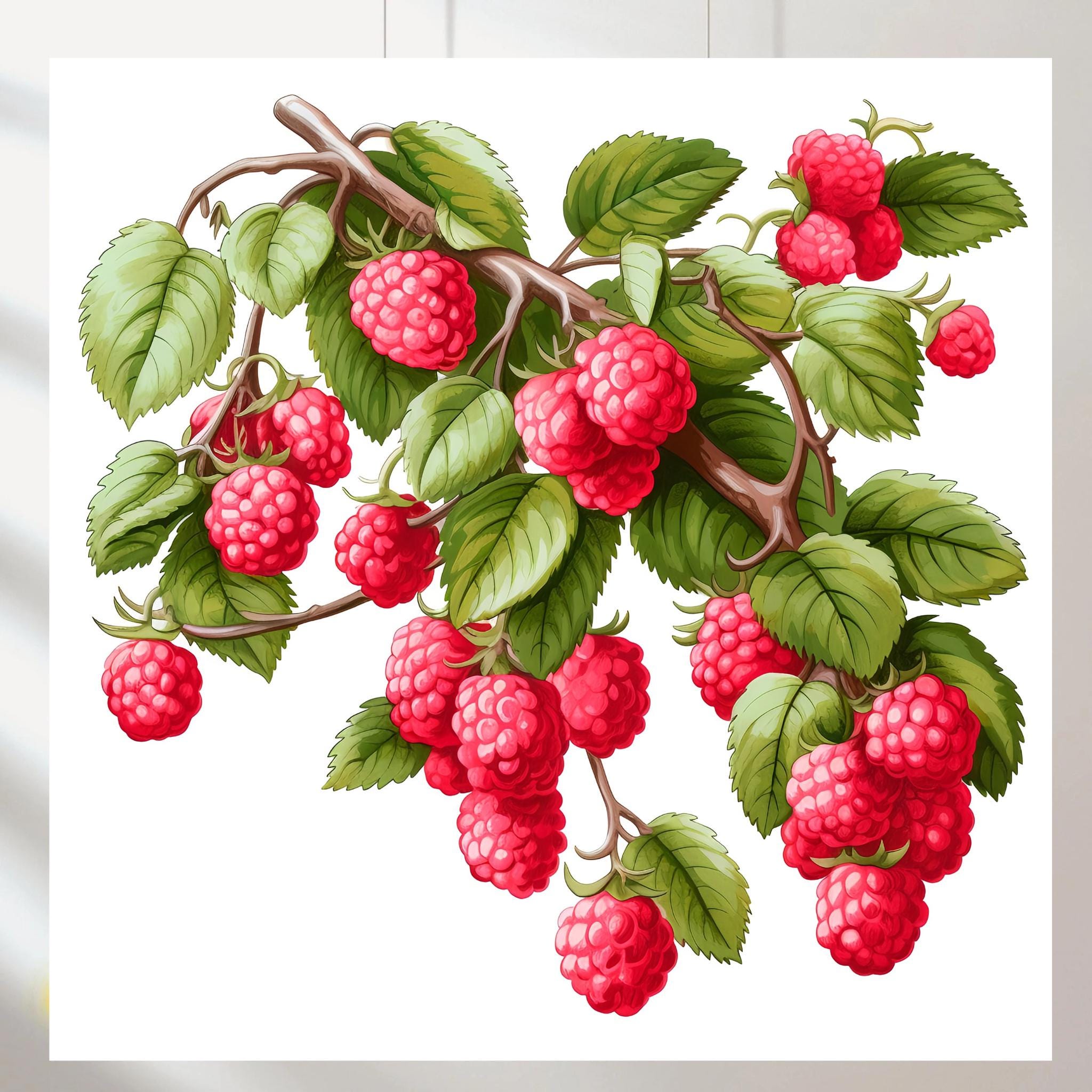 10 Jpgs, Raspberry, Printable Watercolor Clipart, Digital Download ...