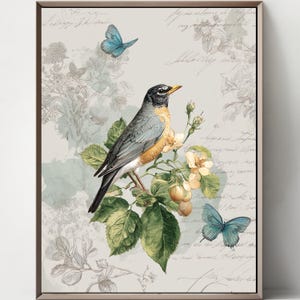 Set med 4 amerikanska rödhakar i shabby chic-stil, akvarell fåglar från Amerika