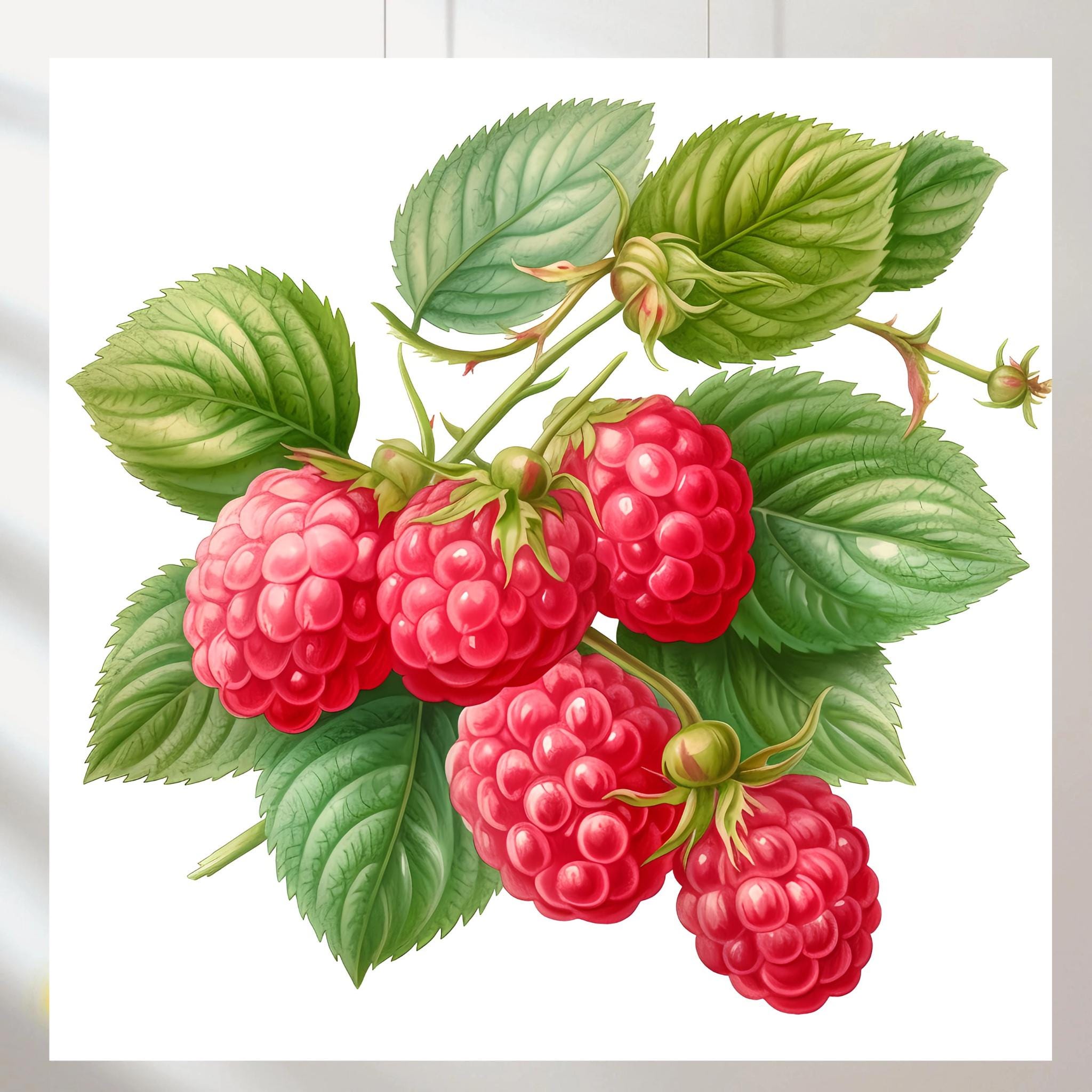 10 Jpgs, Raspberry, Printable Watercolor Clipart, Digital Download ...