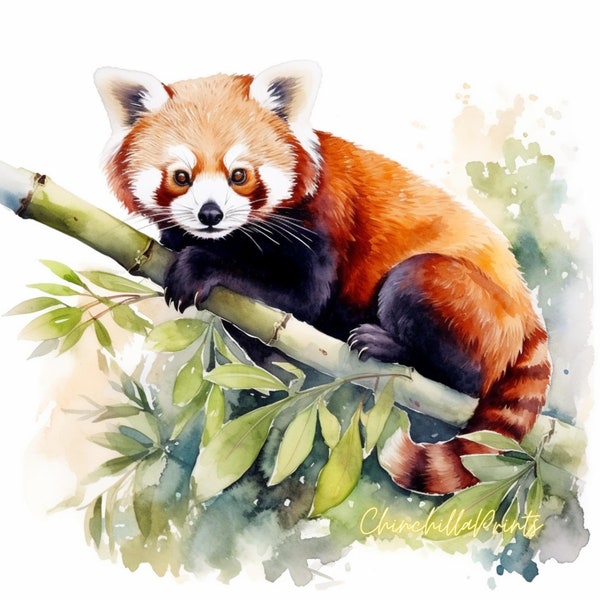 Red Panda Red Panda Watercolor Red Panda Painted Red Panda Illustration Animal Art Wildlife Painting Art Print - Set of 5