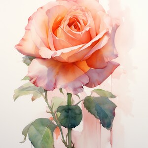 ローズアートフラワー 8枚セット 絵画 ローズイラスト ヴィンテージローズペインティング 植物画 花柄 - 8枚セット カラーファズピーチ