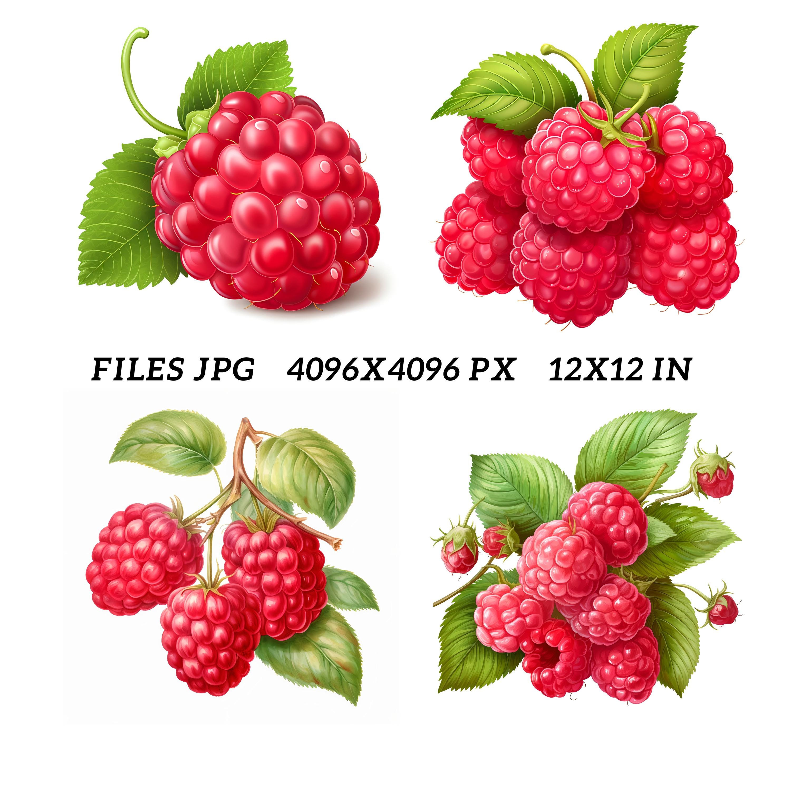 10 Jpgs, Raspberry, Printable Watercolor Clipart, Digital Download ...