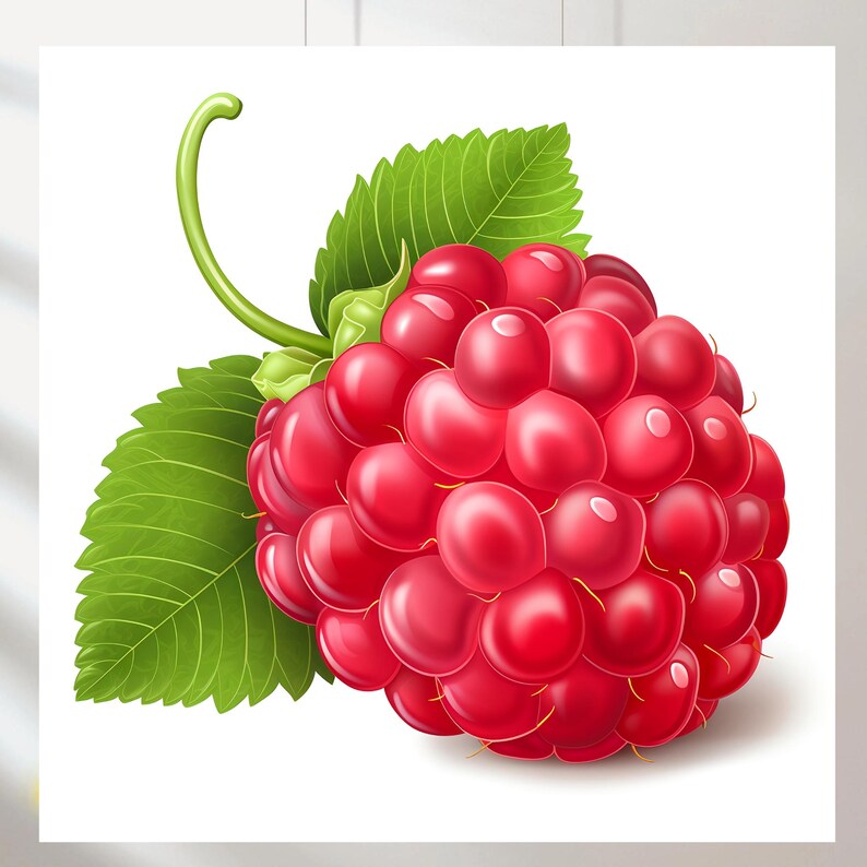 10 Jpgs, Raspberry, Printable Watercolor Clipart, Digital Download ...
