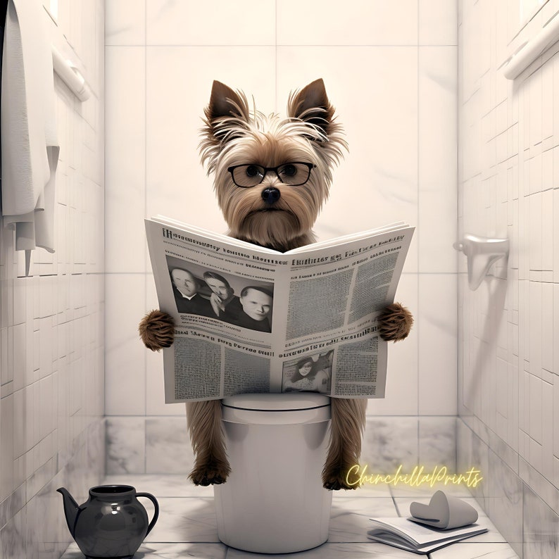 14 Yorkshire Terrier, Yorkshire Terrier Sitting on the Toilet and