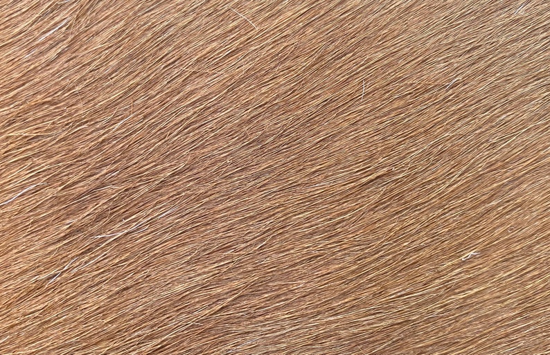 Custom Branded Cowhide Buckle Etsy