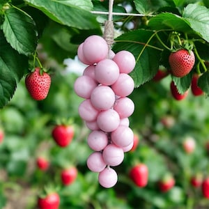 Grape vine handmade soap , delicious strawberry pink soap