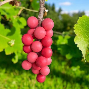 Grape vine handmade soap , delicious strawberry pink and red soap