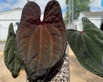 Seed Grown Anthurium Red Vein Dark Phoenix X Xone Starter Plant