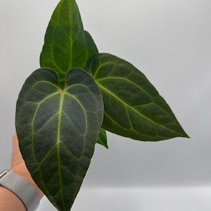 Anthurium Besseae Aff x (AOS NOID x Red Crystallinum) #44