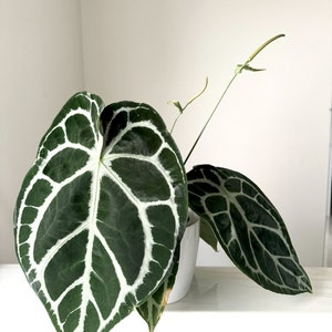 Anthurium (dorayaki X Forgetii) X Self #209 - Etsy