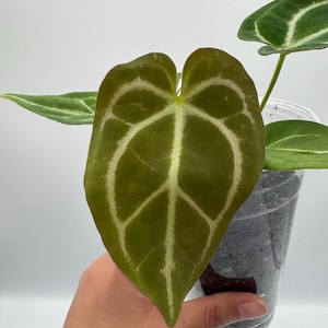 Anthurium (Papi Mag Crystal) x (Dorayaki x Forgetii) #115