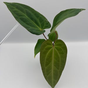 Anthurium Besseae Aff x (AOS NOID x Red Crystallinum) #45