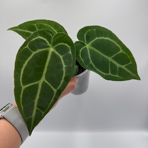 Anthurium (Papi Mag Crystal) x (Dorayaki x Forgetii) #111