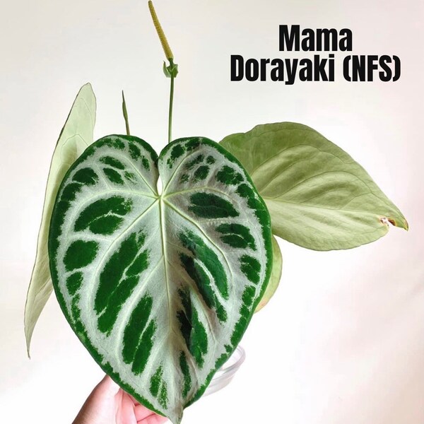 SALE*** Anthurium Dorayaki x Forgetii