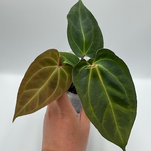Anthurium Besseae Aff x (AOS NOID x Red Crystallinum) #40