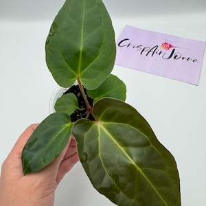 Anthurium Besseae Aff x (AOS NOID x Red Crystallinum) #37