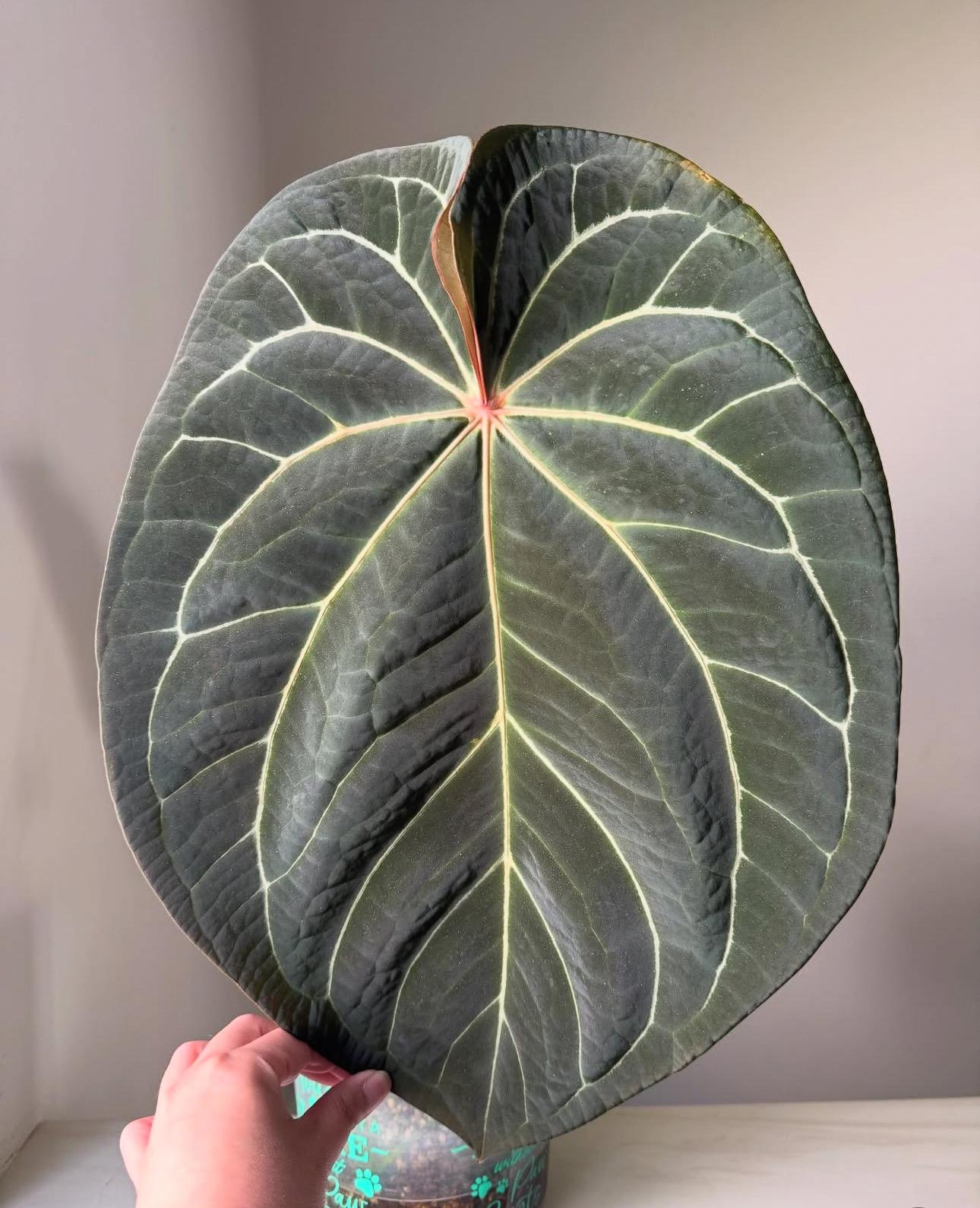 送料無料 日本 Anthurium Besseae Aff X (AOS NOID X Red Crystallinum その他観葉植物